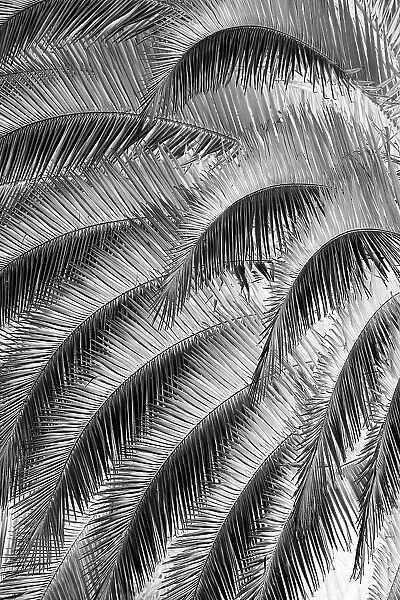 Black and White Pattern in branches of palm tree, Quito, Ecuador Date: 24-07-2021