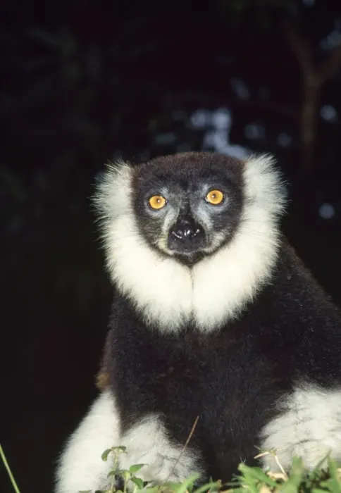 Framed Print : Black & White Ruffed Lemur Framed Print : Black & White Ruffed Lemur