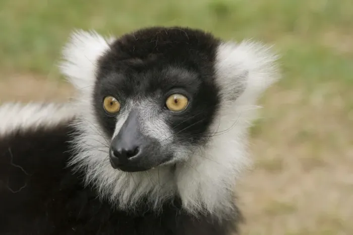 Framed Print : Black & White Ruffed Lemur Framed Print : Black & White Ruffed Lemur
