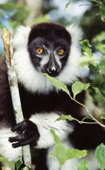 Framed Print : Black & White Ruffed Lemur Endemic. Nosy Mangabe, Madagascar Framed Print : Black & White Ruffed Lemur Endemic. Nosy Mangabe, Madagascar