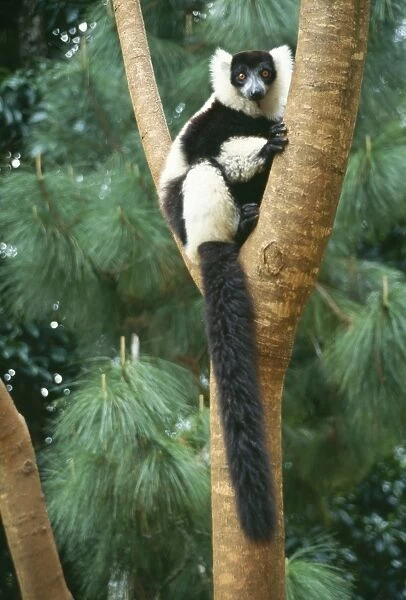 Black & White Ruffed Lemur PS 8231 Varecia variegata © Peter Steyn  /  ardea. com