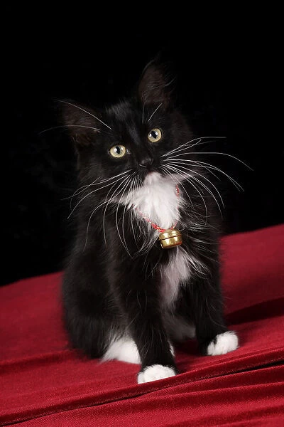 Black & white short-haired kitten, 2 1 / 2