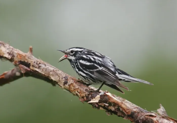 Framed Print : Black and White Warbler Framed Print : Black and White Warbler