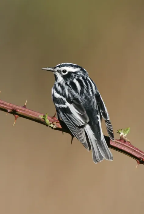 Framed Print : Black & White Warbler Framed Print : Black & White Warbler