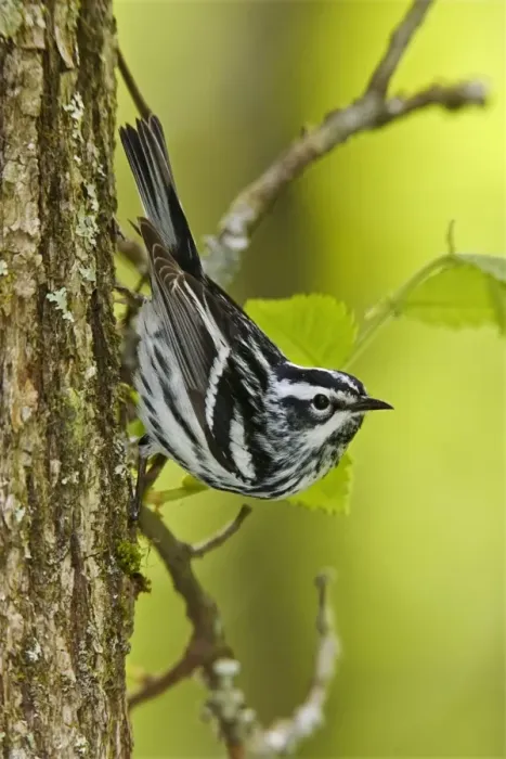 Framed Print : Black and White Warbler