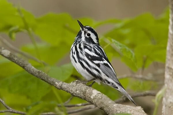 Black and White Warbler Connecticut, USA
