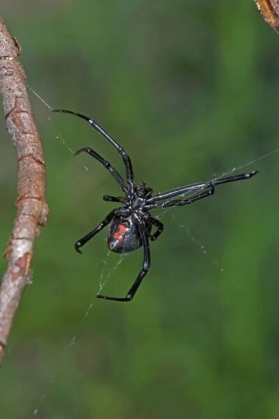 Black Widow Spider - Female. Arizona, USA