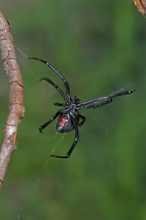 Framed Print : Black Widow Spider - Female. Arizona, USA Framed Print : Black Widow Spider - Female. Arizona, USA