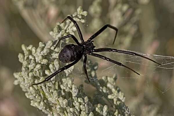 Black Widow Spider - Female in web - Arizona - USA