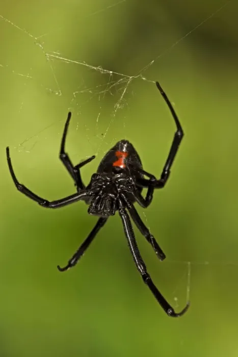 Framed Print : Black Widow Spider (Latrodectus hesperus) - Female - Arizona - Characterized by a a bright red-orange hourglass shape on the underside - Found throughout most of North America-more commonly in warmer climates - Common around man-made structures such Framed Print : Black Widow Spider (Latrodectus hesperus) - Female - Arizona - Characterized by a a bright red-orange hourglass shape on the underside - Found throughout most of North America-more commonly in warmer climates - Common around man-made structures such