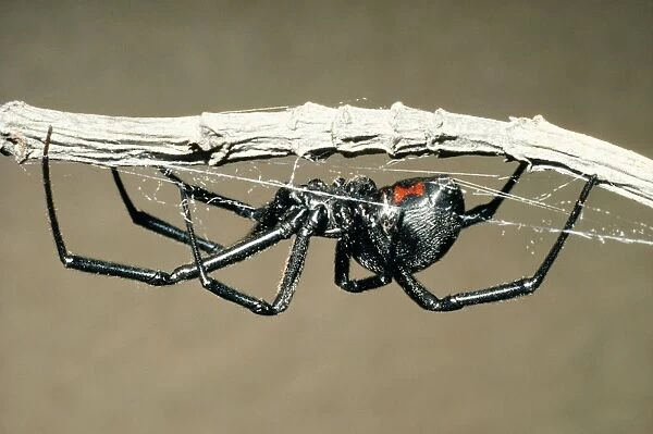 Black Widow Spider Pacifica, California. Fam: Araneae