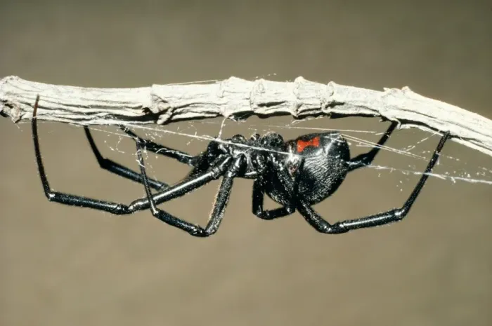 Framed Print : Black Widow Spider Pacifica, California. Fam: Araneae Framed Print : Black Widow Spider Pacifica, California. Fam: Araneae
