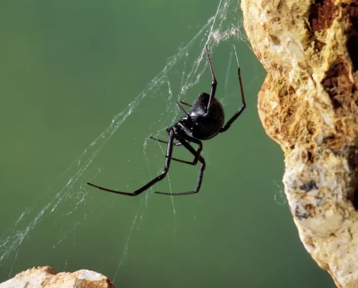 Framed Print : Black Widow Spider Western USA Framed Print : Black Widow Spider Western USA