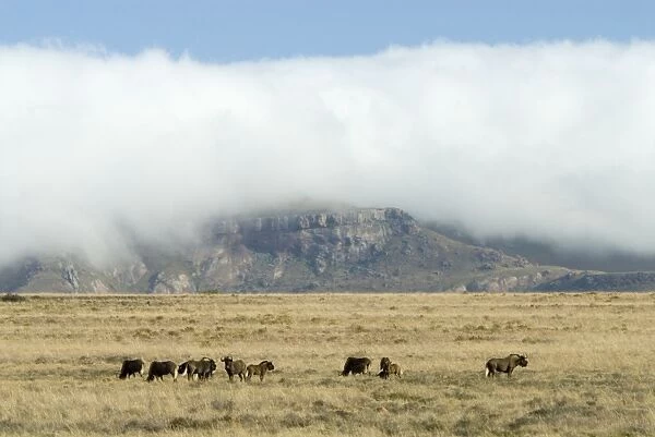 Black Wildebeest  /  White-tailed Gnu - herd in typical habitat with cloud blanket enveloping adjacent mountain tops. Inhabits low karroid scrub and open grassland. Endemic to South Africa. Mountain Zebra National Park, Eastern Cape, South Africa