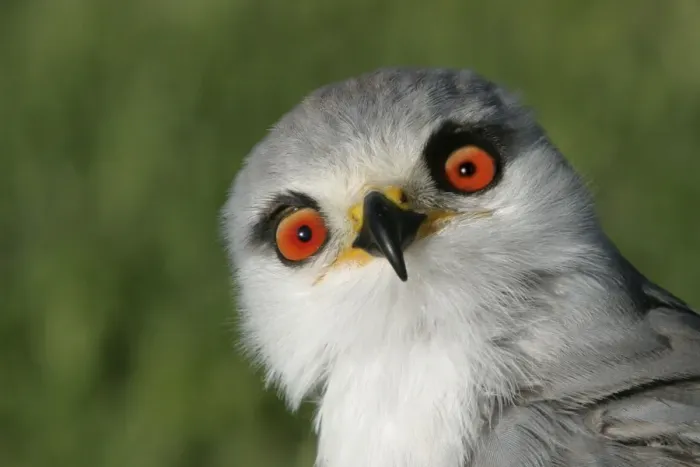 Framed Print : Black-winged / Black-shouldered Kite Cape Province, South Africa Framed Print : Black-winged / Black-shouldered Kite Cape Province, South Africa