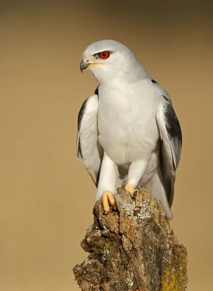 Black-winged Kite - Adult perched on a branch