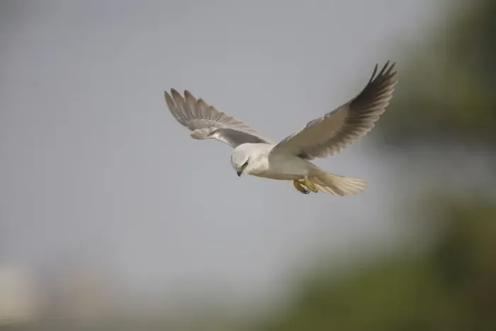 Framed Print : Black-winged Kite - in flight - Candolim, Goa, India Framed Print : Black-winged Kite - in flight - Candolim, Goa, India