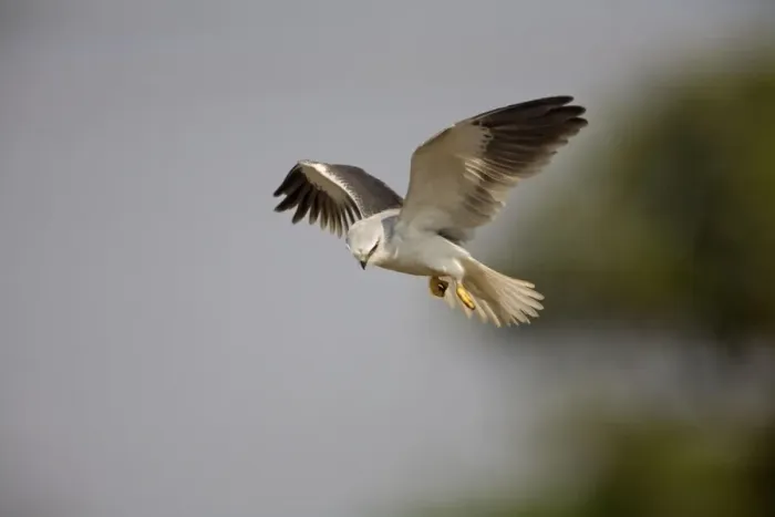 Framed Print : Black-winged Kite - in flight - Candolim, Goa, India