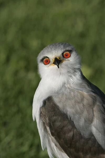 Black-winged Kite - Portrait. Cape Province. South Africa