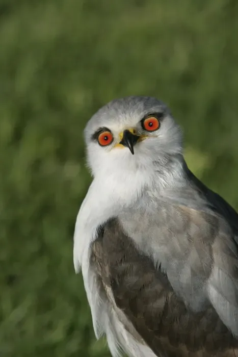 Framed Print : Black-winged Kite - Portrait. Cape Province. South Africa Framed Print : Black-winged Kite - Portrait. Cape Province. South Africa