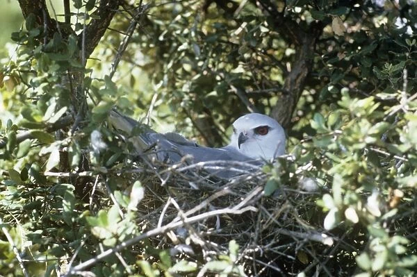 Black-winged Kite - sitting on nest