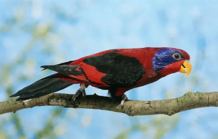 Framed Print : Black-winged Lory Framed Print : Black-winged Lory