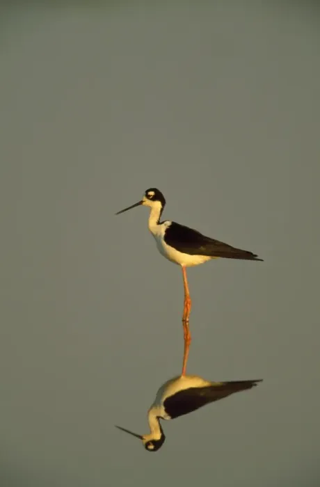 Framed Print : Black-winged Stilt Framed Print : Black-winged Stilt