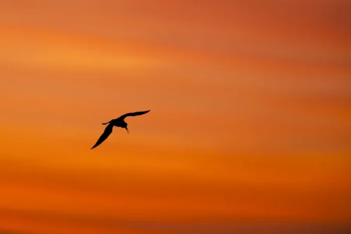 Framed Print : Black winged Stilt - adult in flight silhoutted against sunrise - Southern Spain Framed Print : Black winged Stilt - adult in flight silhoutted against sunrise - Southern Spain
