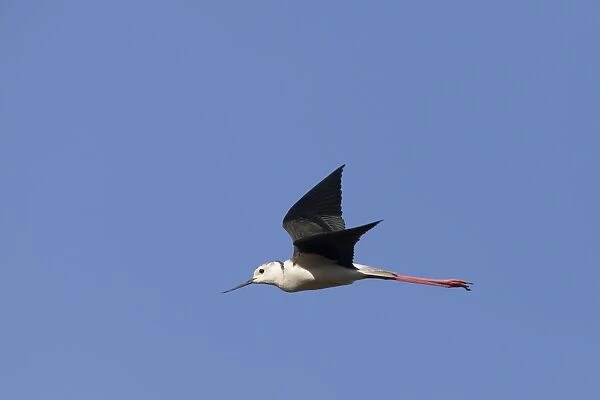 Black winged Stilt - adult in flight - Southern Spain