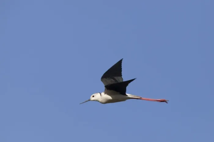 Framed Print : Black winged Stilt - adult in flight - Southern Spain Framed Print : Black winged Stilt - adult in flight - Southern Spain