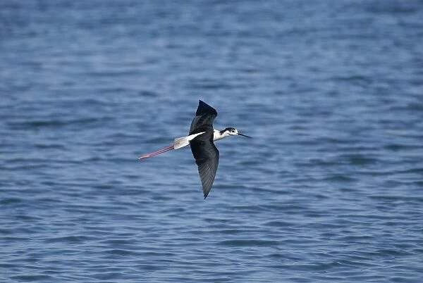 Black-winged Stilt - Adult male in flight Turkey, May