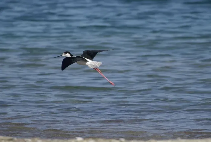 Framed Print : Black-winged Stilt - Adult male in flight Turkey, May Framed Print : Black-winged Stilt - Adult male in flight Turkey, May