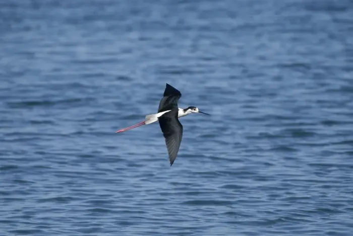 Framed Print : Black-winged Stilt - Adult male in flight Turkey, May Framed Print : Black-winged Stilt - Adult male in flight Turkey, May