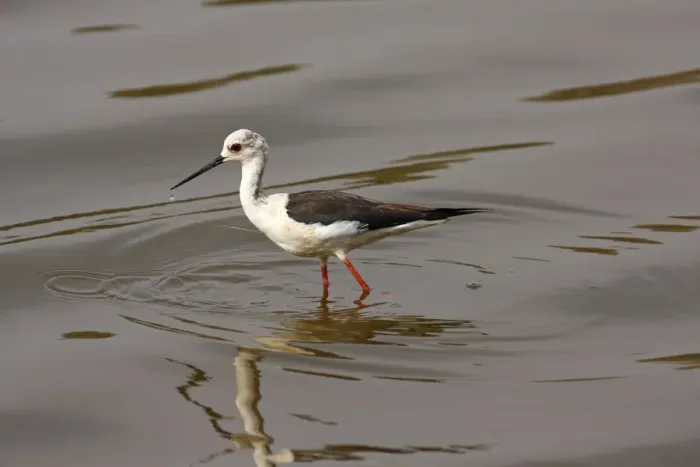 Framed Print : Black-winged Stilt in ake Ranthambhor National Park, India