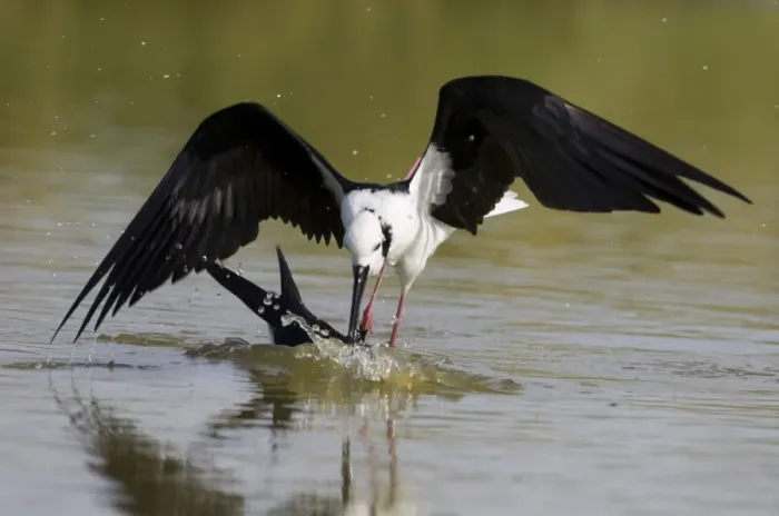 Framed Print : Black-winged Stilt attacking another stilt under water Black-winged Stilt / Pied Stilt / White-headed Stilt. A cosmopolitan species. In Australia widespread wherever there is suitable habitat; shallow freshwater wetlands Framed Print : Black-winged Stilt attacking another stilt under water Black-winged Stilt / Pied Stilt / White-headed Stilt. A cosmopolitan species. In Australia widespread wherever there is suitable habitat; shallow freshwater wetlands