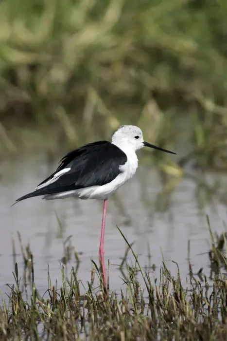 Framed Print : Black-winged Stilt. Bale mountains - Ethiopia Framed Print : Black-winged Stilt. Bale mountains - Ethiopia