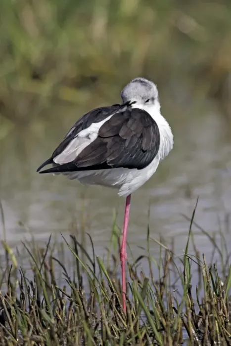 Framed Print : Black-winged Stilt. Bale mountains - Ethiopia Framed Print : Black-winged Stilt. Bale mountains - Ethiopia