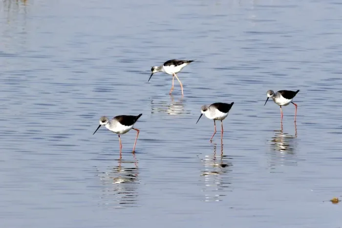 Framed Print : Black-winged Stilt - Coto Doniana National Park - Spain Framed Print : Black-winged Stilt - Coto Doniana National Park - Spain