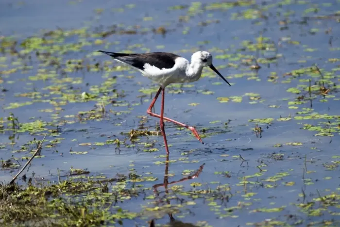Framed Print : Black-winged Stilt foraging in shallows. Andries Vosloo Kudu Reserve, nr Grahamstown, South Africa Framed Print : Black-winged Stilt foraging in shallows. Andries Vosloo Kudu Reserve, nr Grahamstown, South Africa