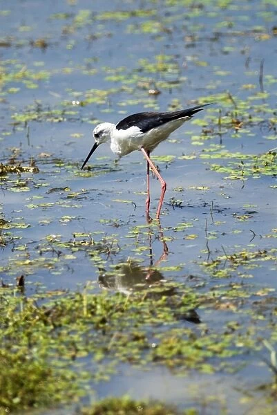 Black-winged Stilt foraging in shallows. Andries Vosloo Kudu Reserve, nr Grahamstown, South Africa