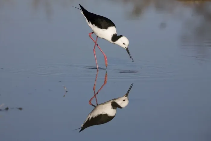Framed Print : Black-winged Stilt At the Mt Barnett sewage ponds, Gibb River Road, Kimberley, Western Australia Framed Print : Black-winged Stilt At the Mt Barnett sewage ponds, Gibb River Road, Kimberley, Western Australia