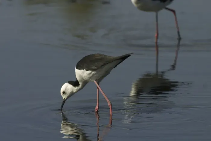 Framed Print : Black-winged Stilt Mt Isa sewage ponds, Queensland, Australia Framed Print : Black-winged Stilt Mt Isa sewage ponds, Queensland, Australia