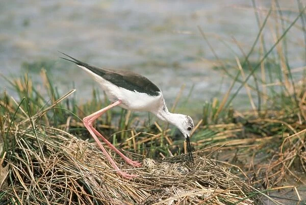Black-winged Stilt - at nest