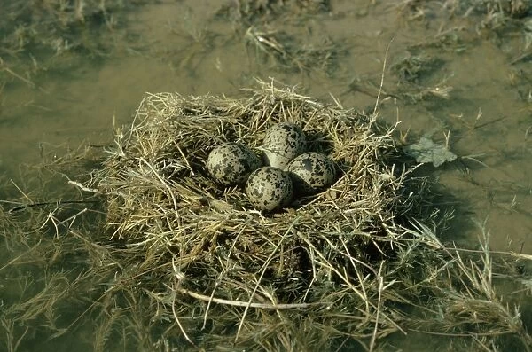 Black-winged Stilt - nest with eggs