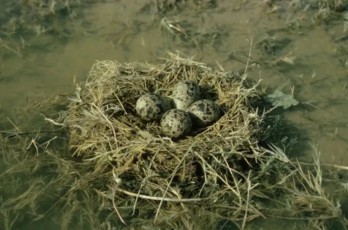 Framed Print : Black-winged Stilt - nest with eggs Framed Print : Black-winged Stilt - nest with eggs