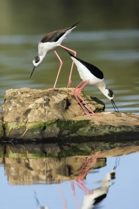 Framed Print : Black-winged Stilt - pair displaying, Alentejo, Portugal