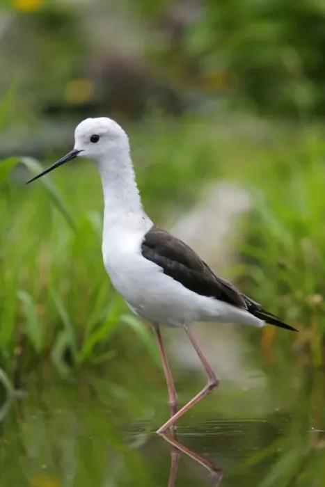 Framed Print : Black-winged Stilt. Pensthorpe - Norfolk - UK Framed Print : Black-winged Stilt. Pensthorpe - Norfolk - UK