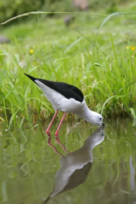 Framed Print : Black-winged Stilt. Pensthorpe - Norfolk - UK Framed Print : Black-winged Stilt. Pensthorpe - Norfolk - UK
