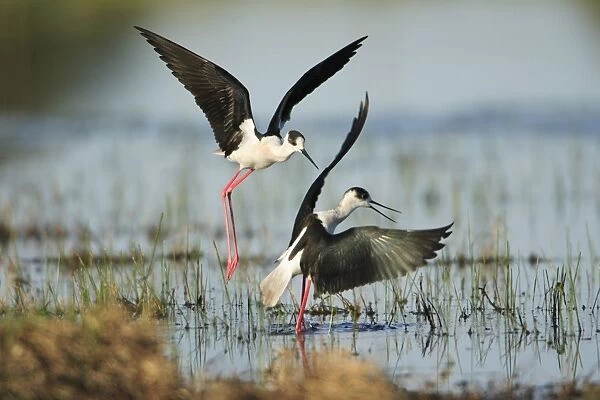 Black-winged Stilt - rival birds fighting over territory, Alentejo, Portugal