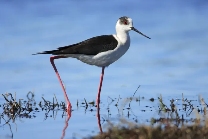 Framed Print : Black-winged Stilt - searching for food, Alentejo, Portugal